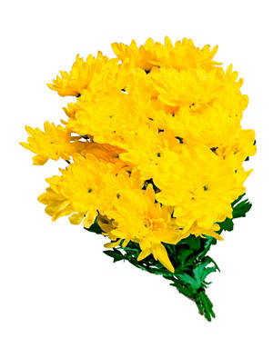 Chrysanthemen Longlife, gelb