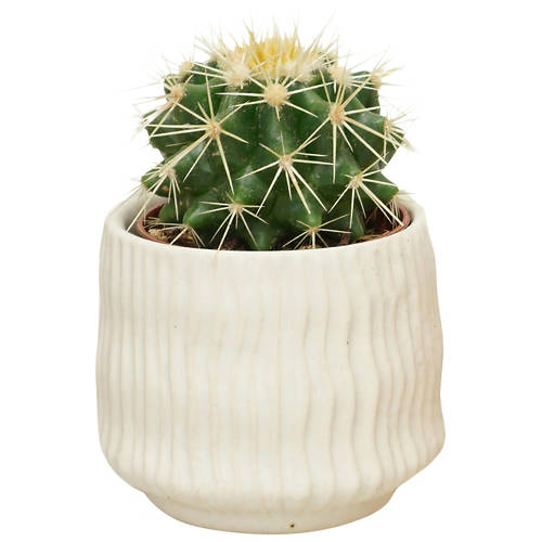 Détails 3, Cactus dans un pot en céramique