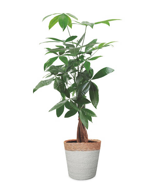 Front shot 3, Foliage Basket