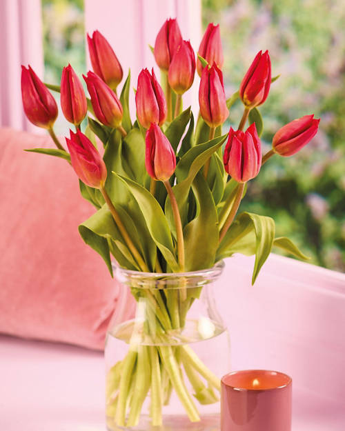 Lovely Tulips