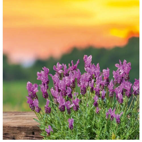 Življenjski slog 1, Italijanska čopasta sivka