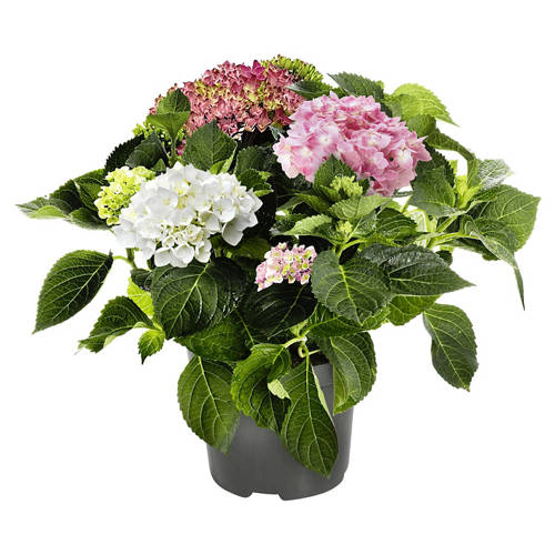 Vorderansicht 1, Hortensie Tricolor Rot, Rosa, Weiß