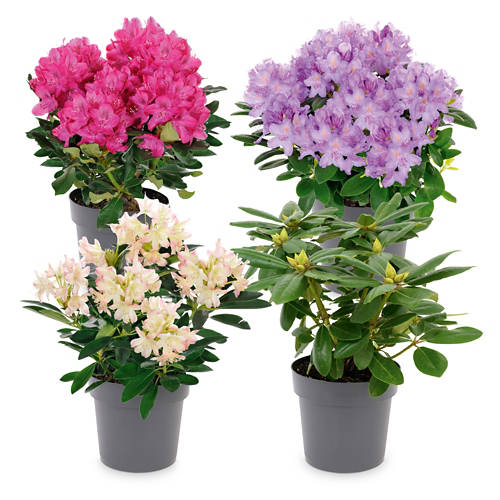 Skupina 1, Rododendron