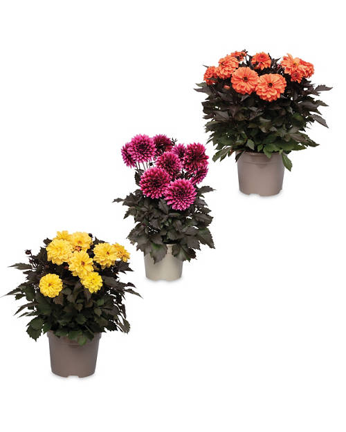 Group 1, Dahlia Collection