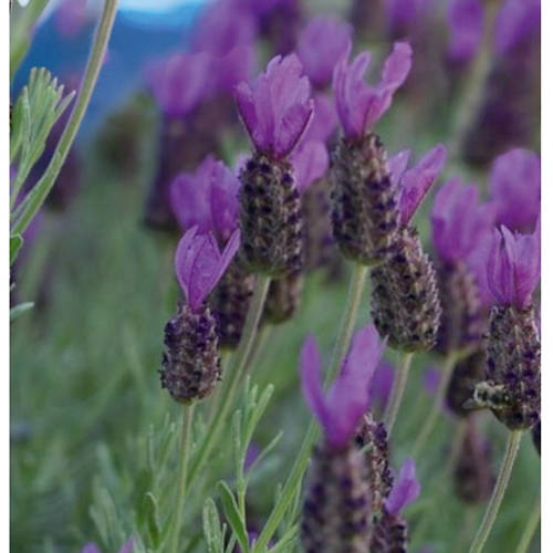 Življenjski slog 2, Italijanska čopasta sivka