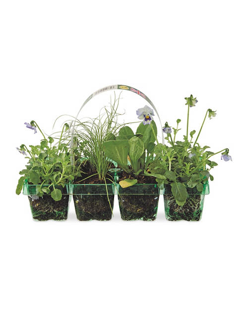 Spring Mix 4 Pack Product Image Front shot 01