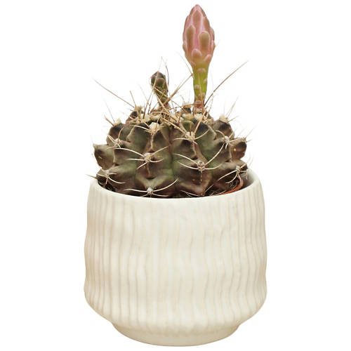 Détails 4, Cactus dans un pot en céramique