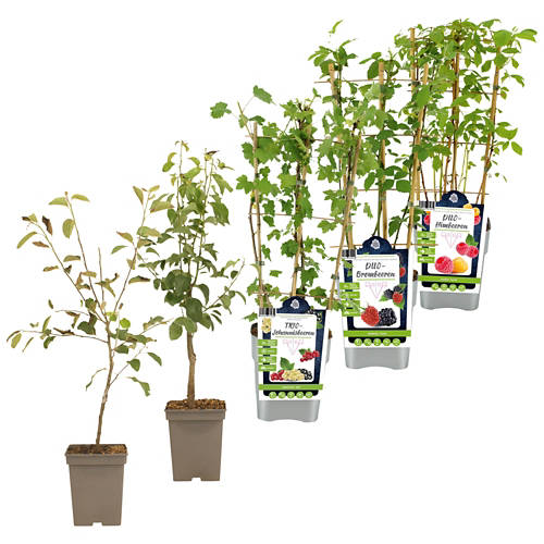 Groupe 1, Plante fruitière, plantes fruitières