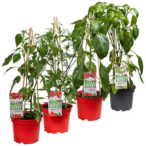 Gruppe 1, Naschgemüse Chili, Chili scharf