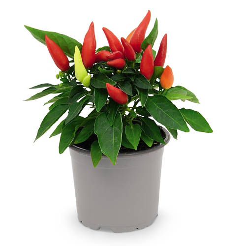 Details 2, Herbsttraum in Orange*, Capsicum