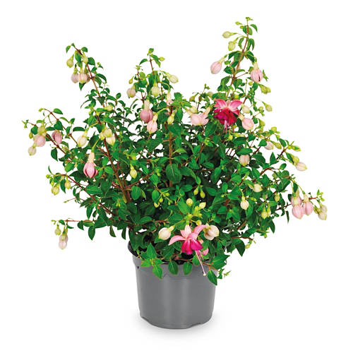 Dettagli 2, Piante da ombra, fucsia
