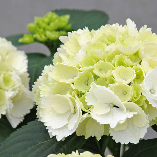 Lifestyle 1, Ortensia da giardino T23, bianco