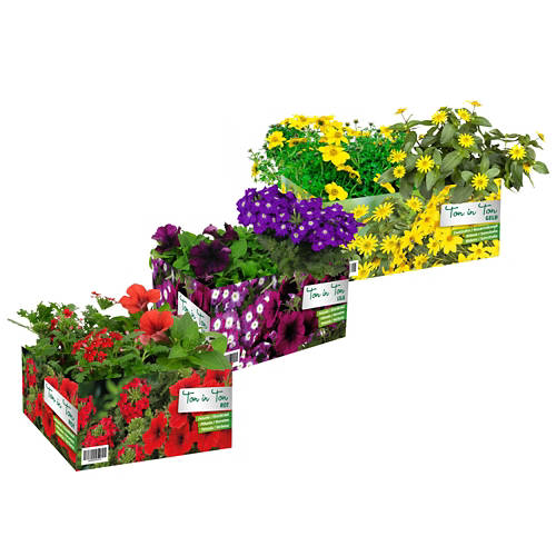 Gruppo 1, Sommerflor assortite