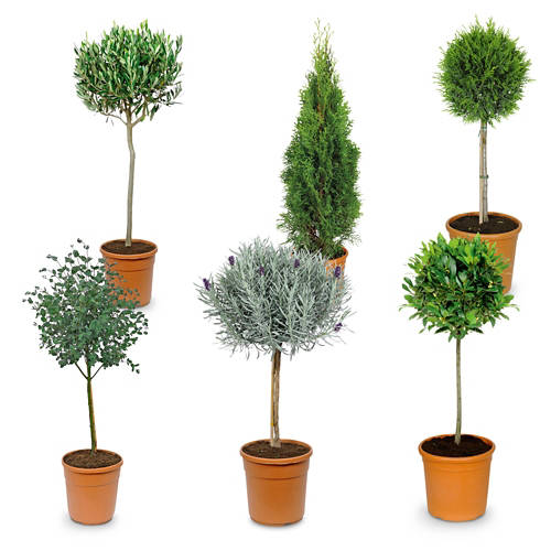 Gruppe 1, Toskana Stämmchen, Eukalyptus