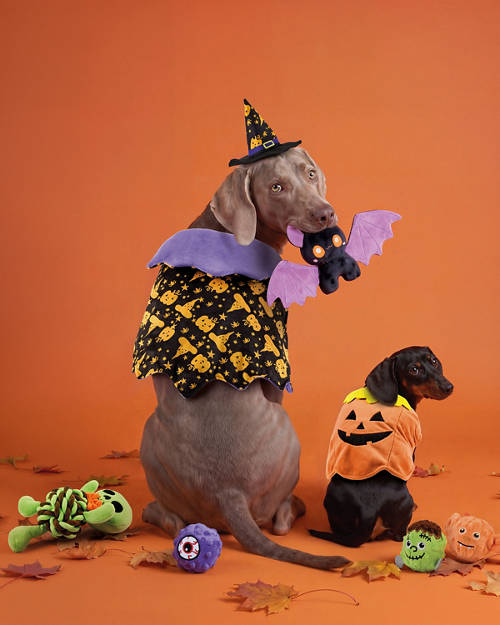 Lifestyle 1, Halloween Pet Costume