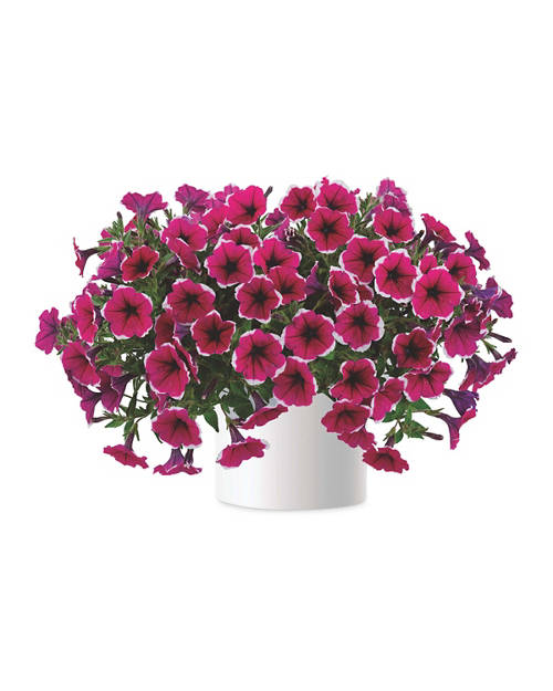 1L Petunia & 1L Pelargonium Product Image Front shot 01