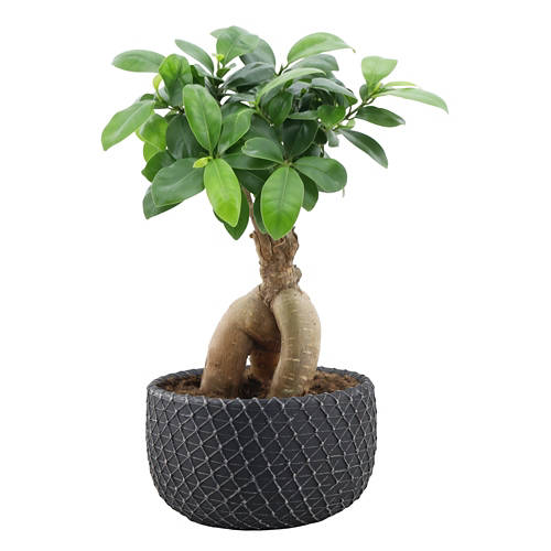 Details 4, Bonsai