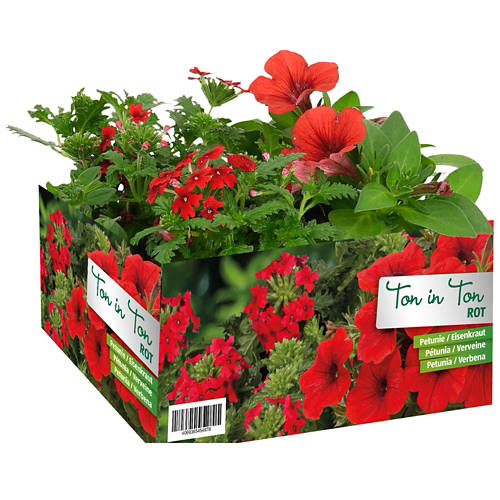 Vista frontale 1, Sommerflor assortite, rosso