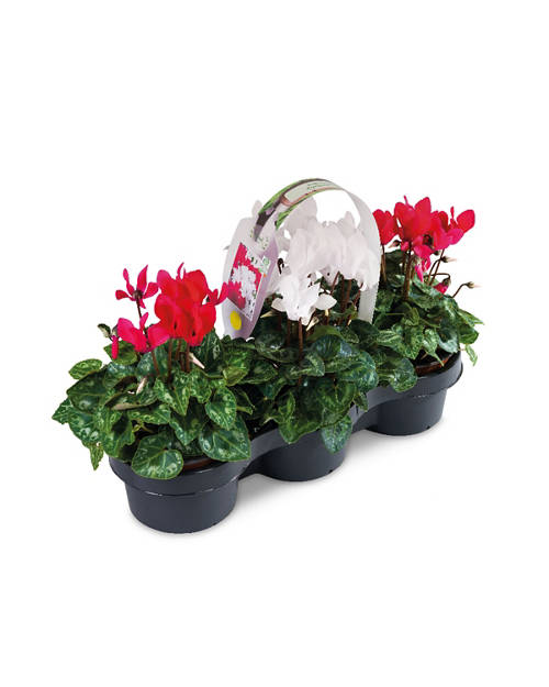 Cyclamen Christmas Trio