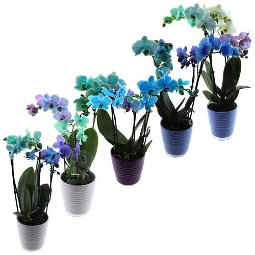 Gruppe 1, Orchidee