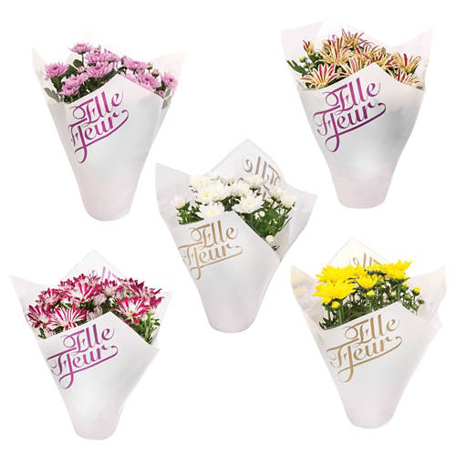 krizantema elle fleur, 1kos