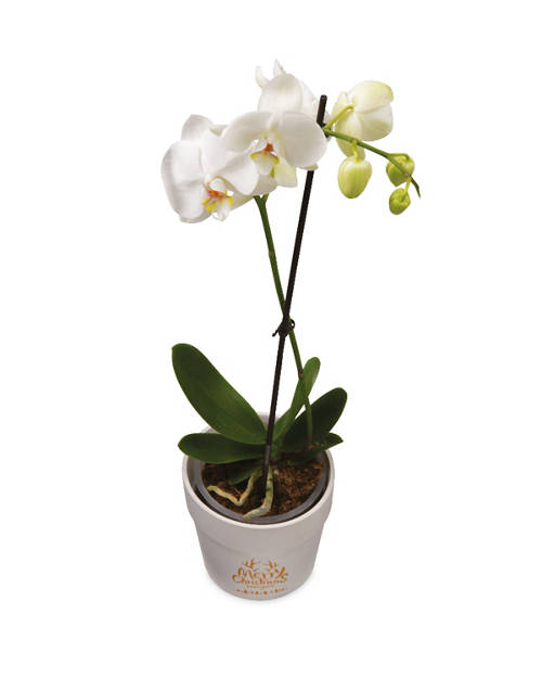 Phalaenopsis Ceramic Orchid