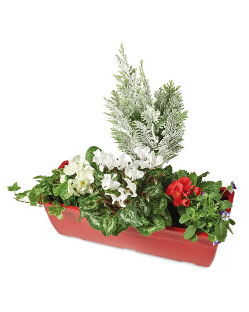 Front shot 1, Festive Window Box/Planter