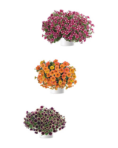 Product Image Group 01