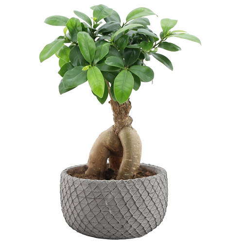 Dettagli 2, Bonsai in ciotola