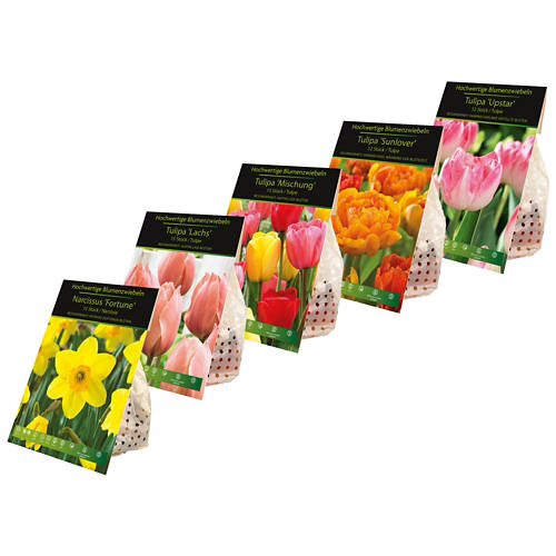 Groupe 1, Bulbes à fleurs d’automne