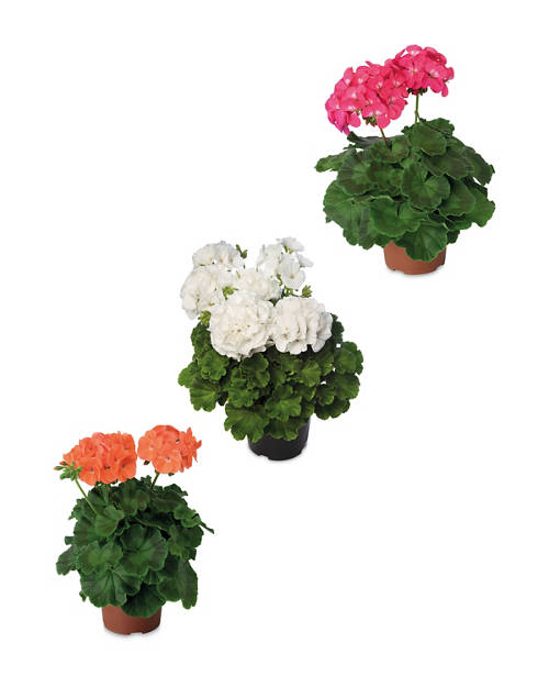 Group 1, Geranium