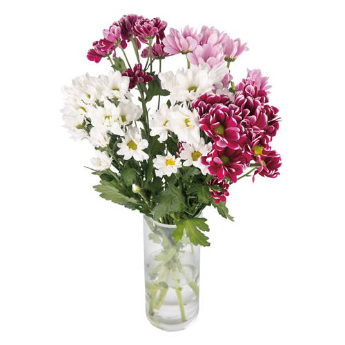 Front shot 4, Chrysanthemum