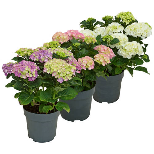 Groupe 1, Hortensia, bleu/mauve