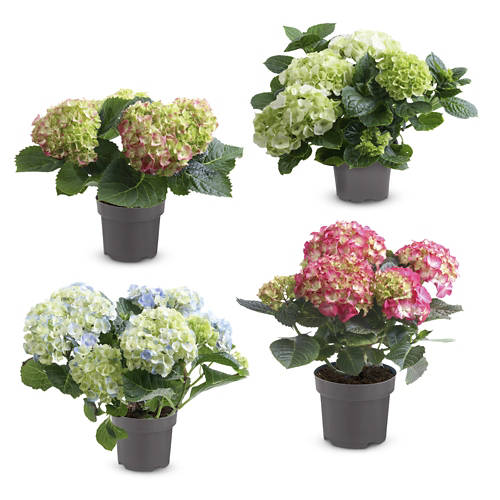 Skupina 1, Hortenzija