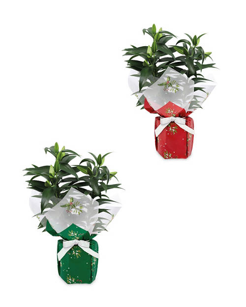 Group 1, Gift Wrapped Plant