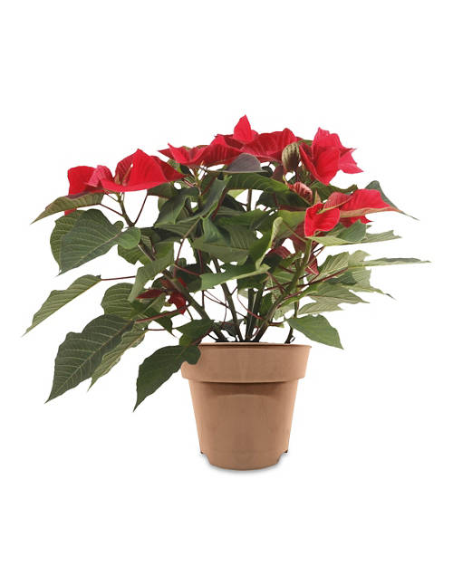 Premium Poinsettia