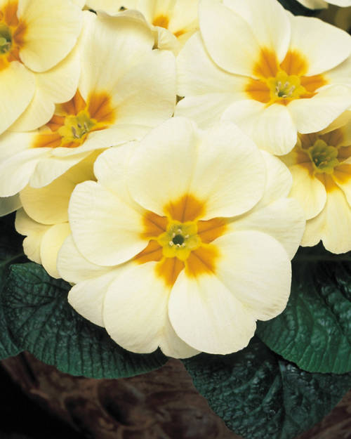 Primula 6 Pack