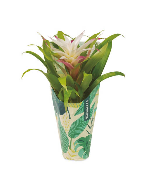 Front shot 2, Bromelia and Guzmania Mix