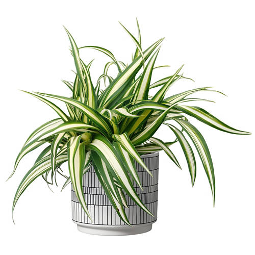 Vista frontale 1, Pianta verde in vaso decorativo, Chlorophytum V