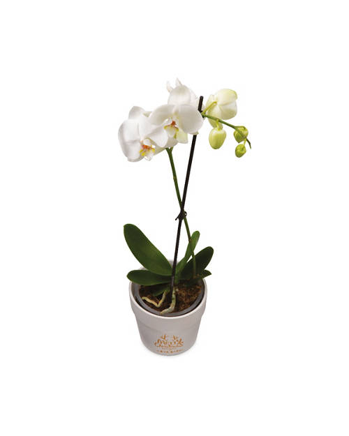 Green Christmas Orchid Ceramic