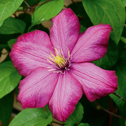 Lifestyle 2, Clematis*