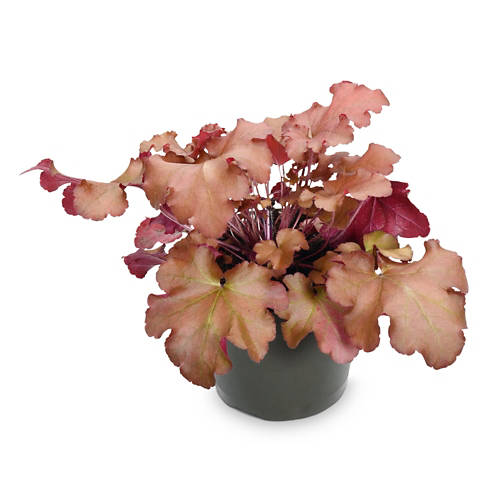 Dettagli 1, Piante da ombra, Heuchera