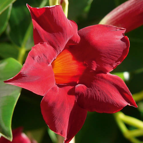 Življenjski slog 1, dipladenija, rdeči cvetovi