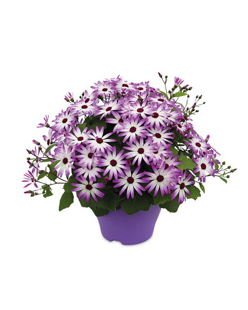 Front shot 3, Senetti Plant