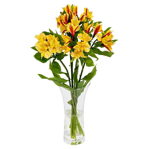Front shot 4, Alstroemeria