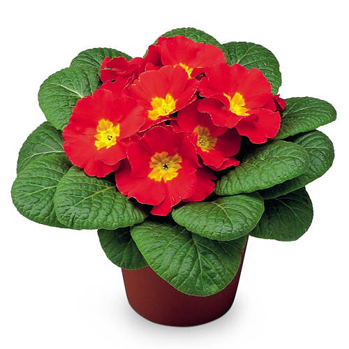 Sprednji posnetek 2, Trobentica