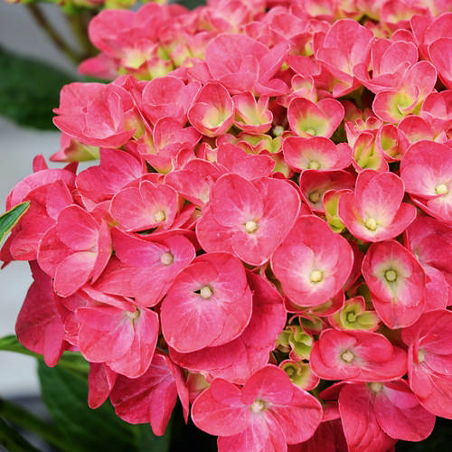 Lifestyle 1, Hortensia, rose-rouge