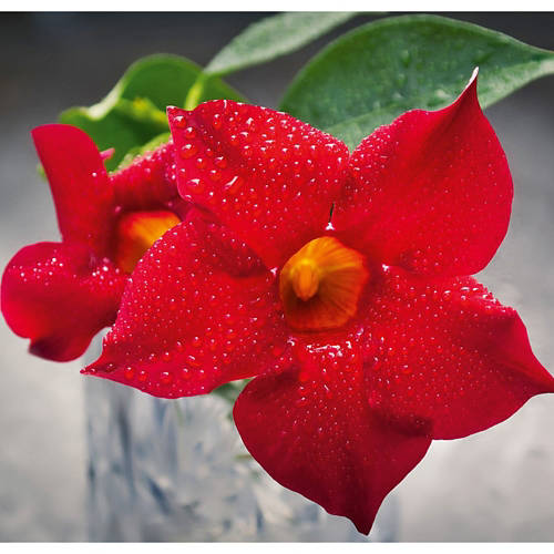 Podrobnosti 1, Dipladenija