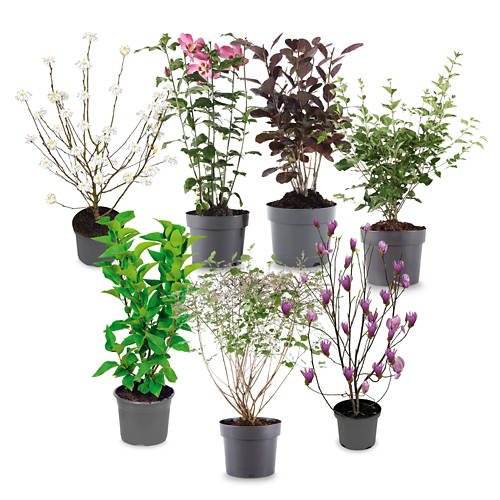 Skupina 1, Cvetoča grmovnica