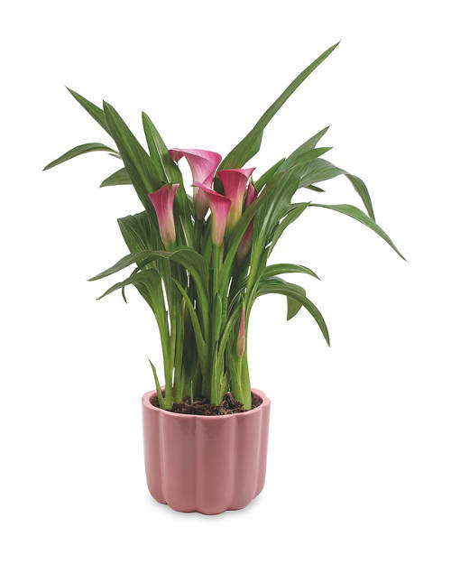 Calla Lily/Dianthus in Ceramic Product Image Front shot 01